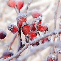 Frozen Rosehips papírszalvéta 33x33cm, 20db-os