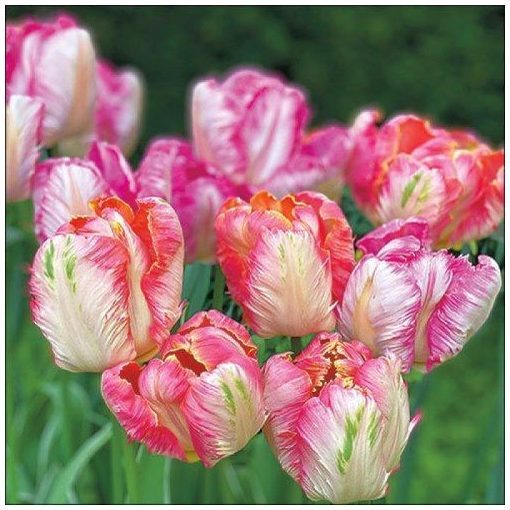 Parrot Tulips papírszalvéta 33x33cm, 20db-os