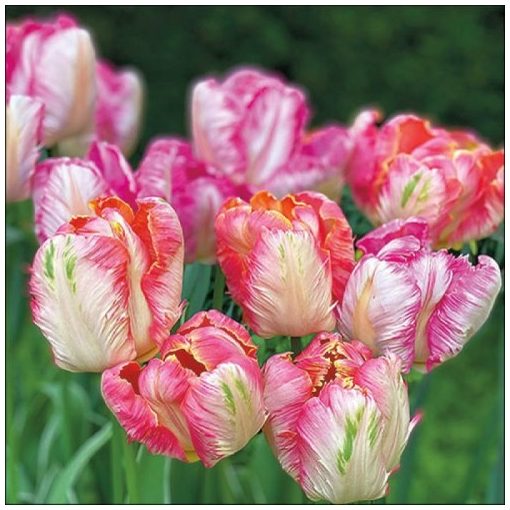 Parrot Tulips papírszalvéta 33x33cm, 20db-os